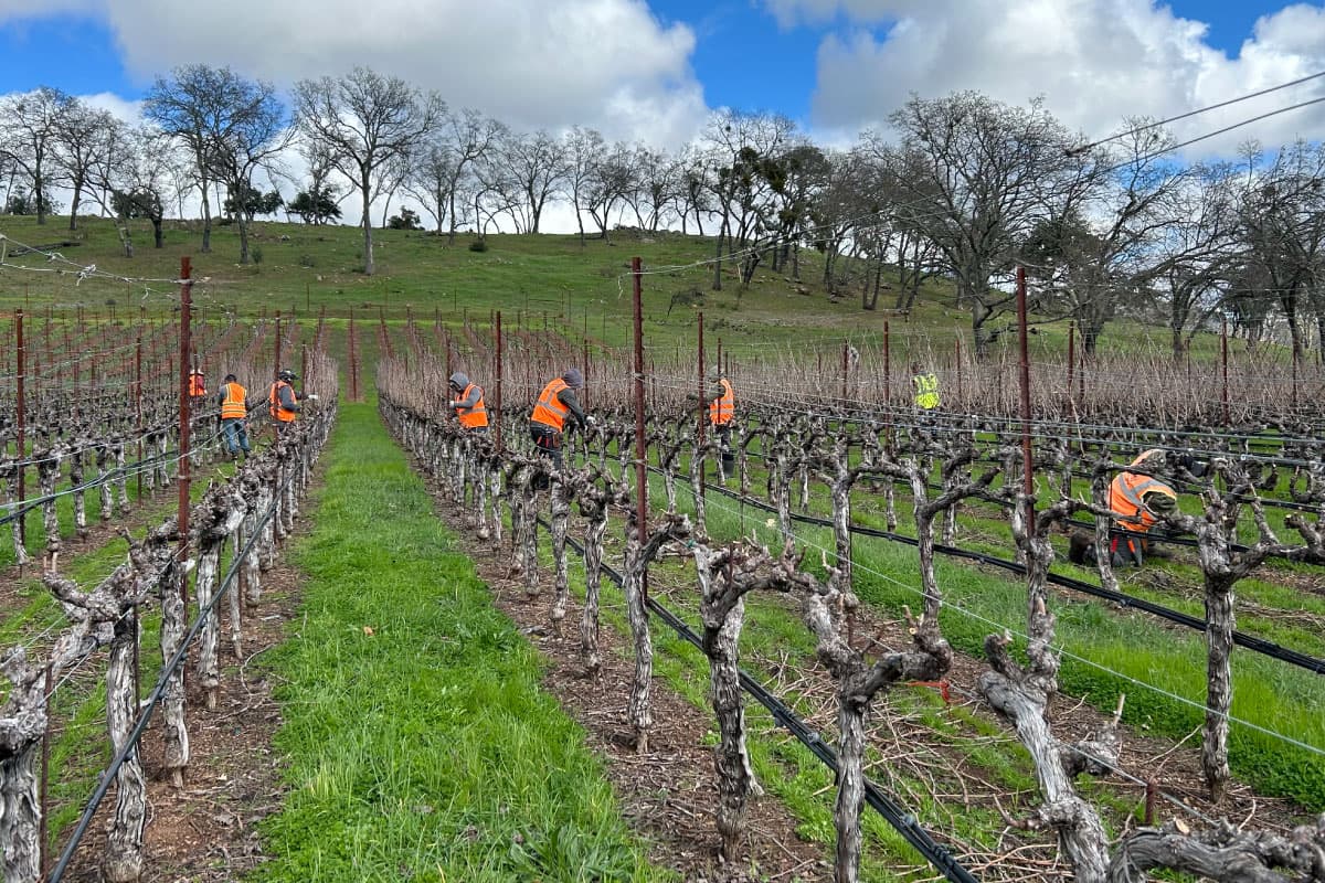 Vineyard Labor Crews
