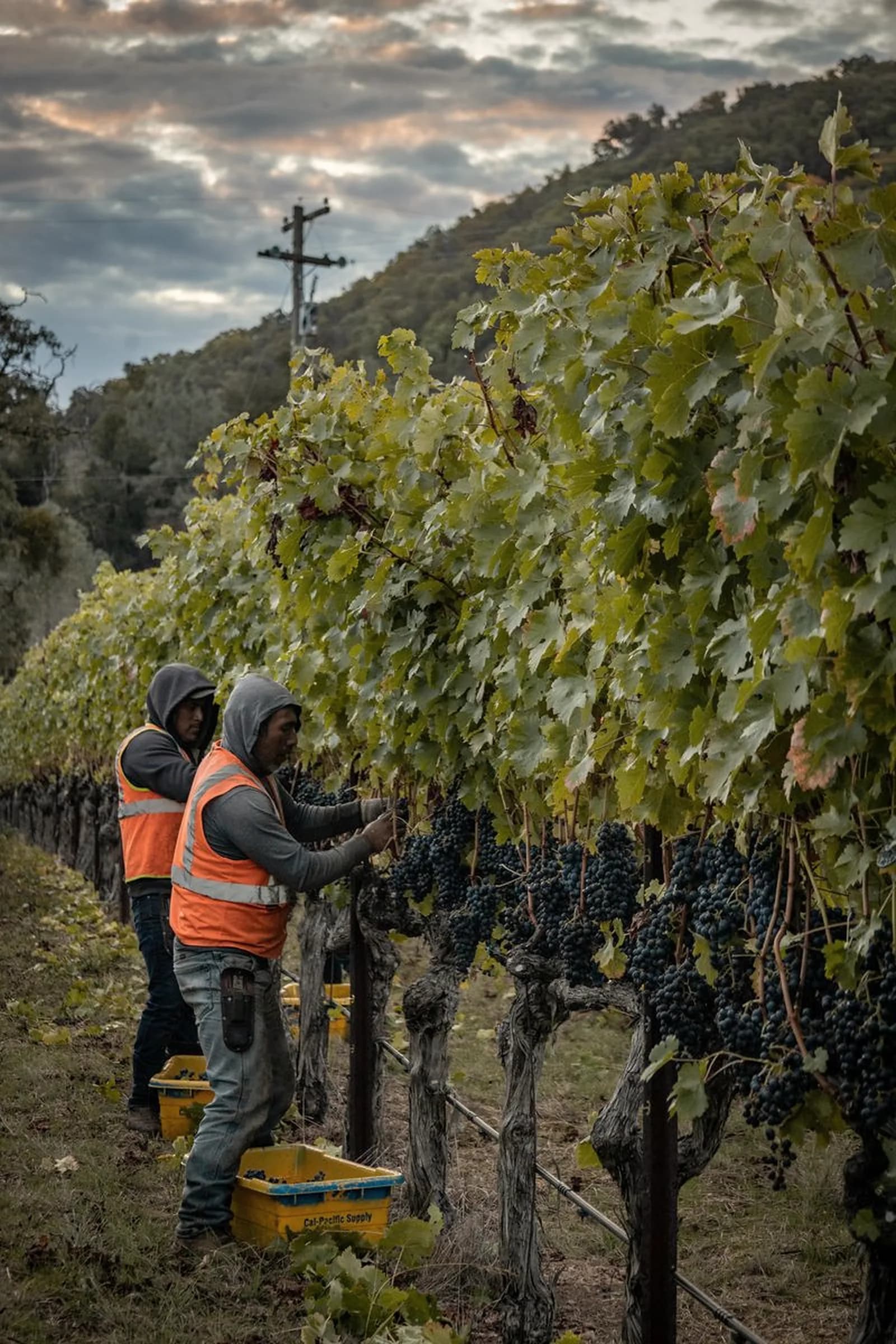 Trabajo manual de cosecha en el viñedo