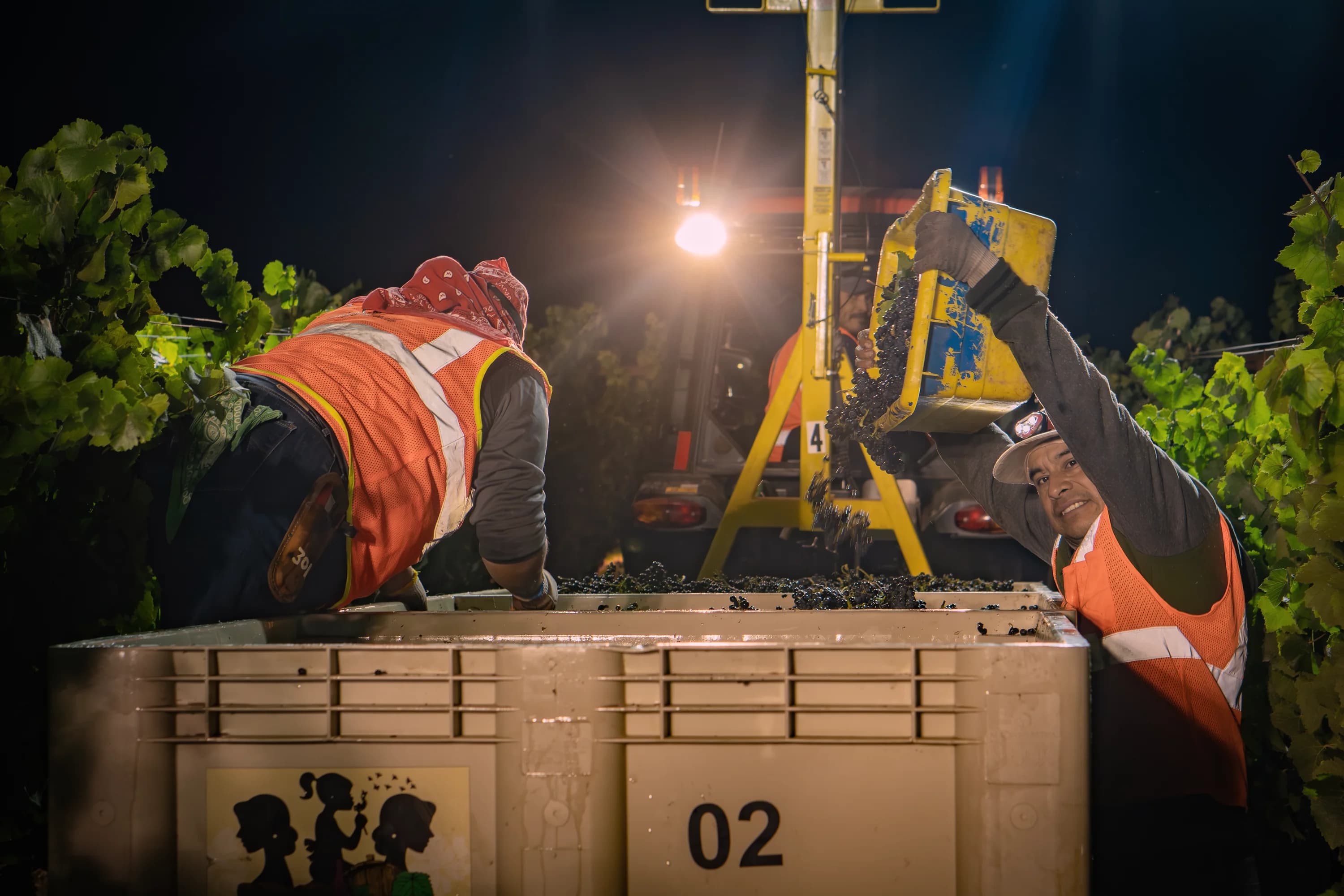 Pearls Farm team coordinating vineyard work during a night harvest
