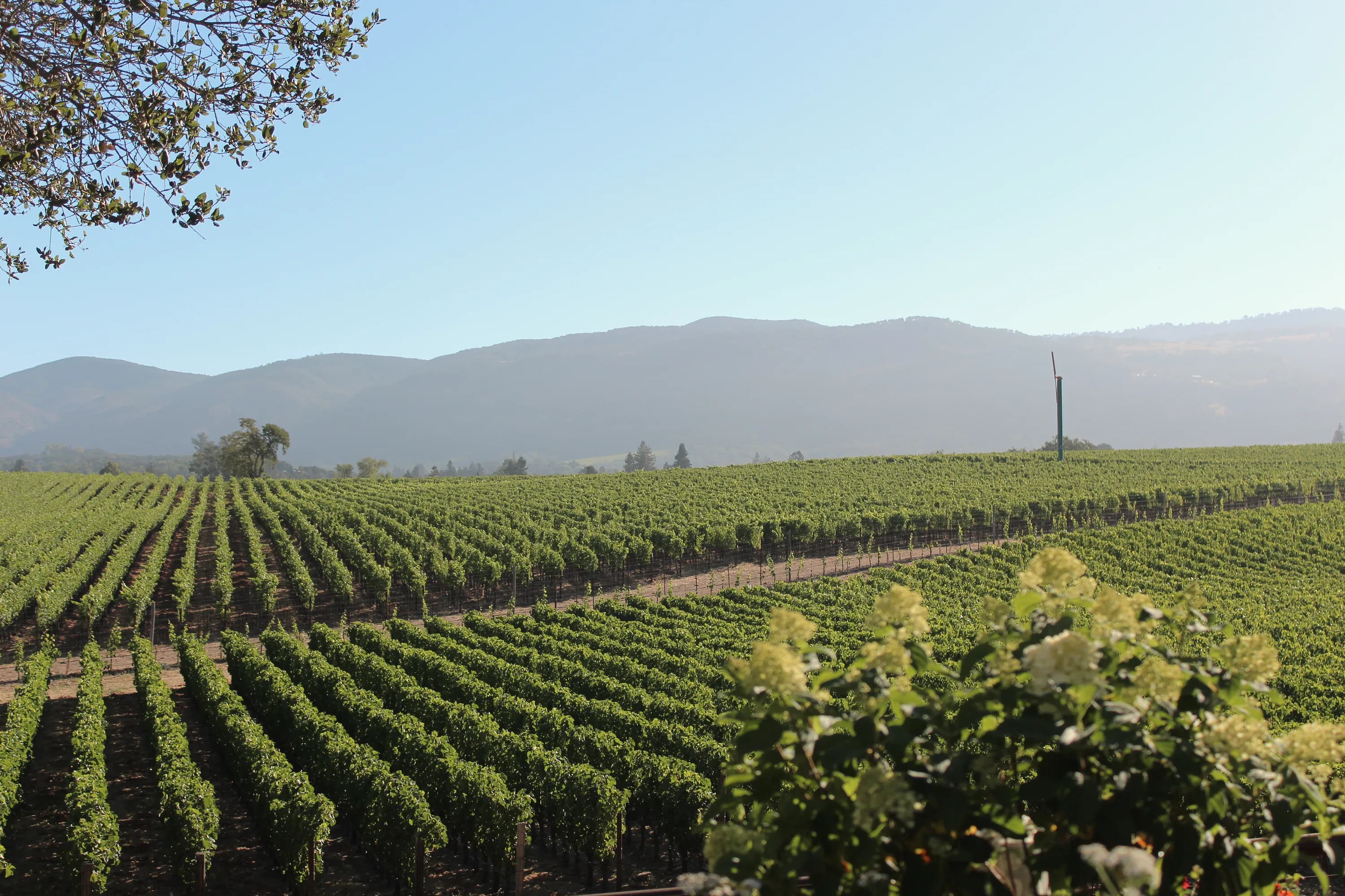Vineyard rows stretching toward the Northern California hills