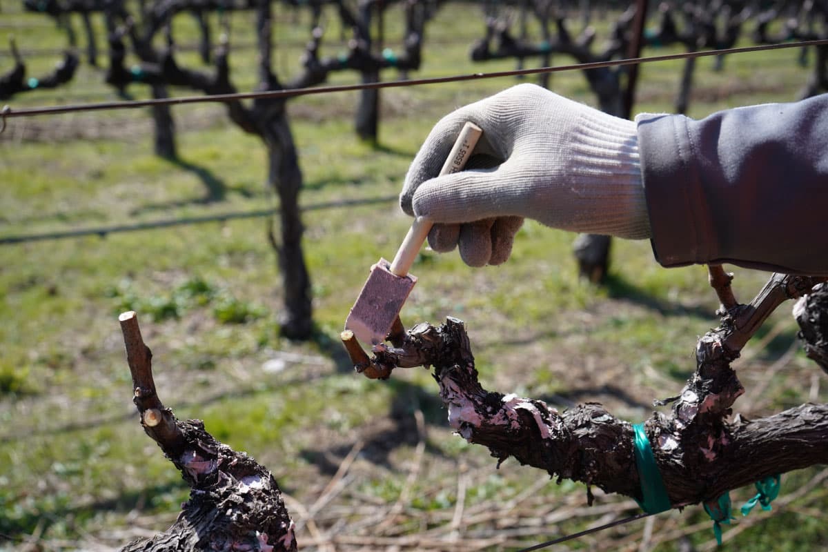 Pruning & Canopy Work