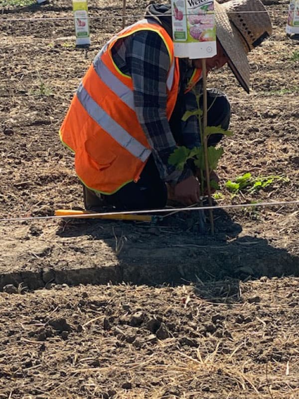 Planting & Vineyard Development