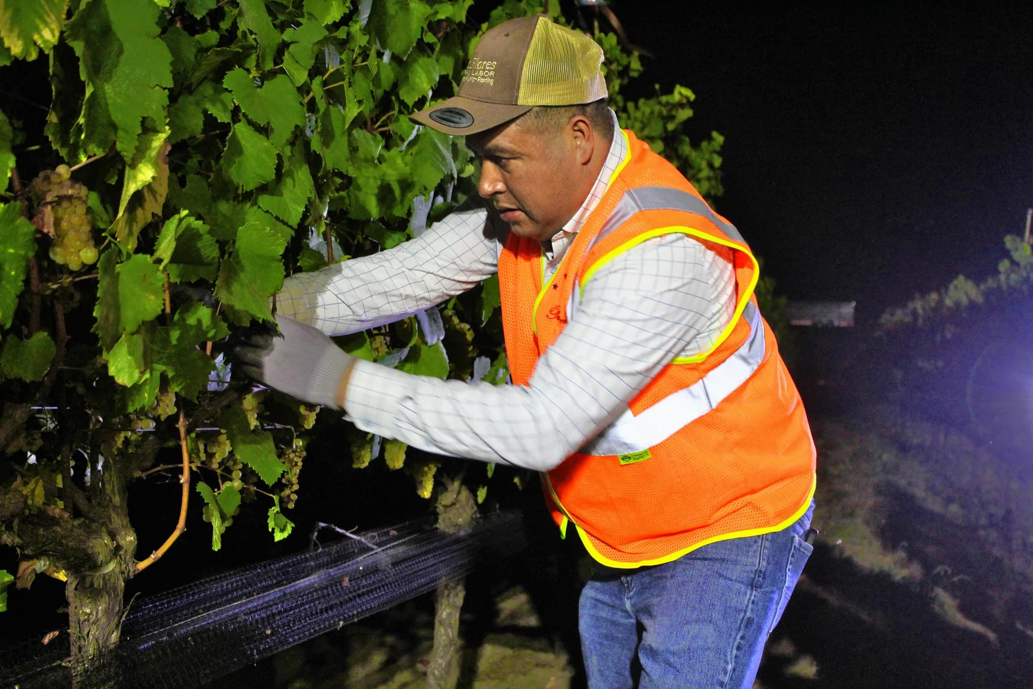 Leo Flores Martinez harvesting grapes at night