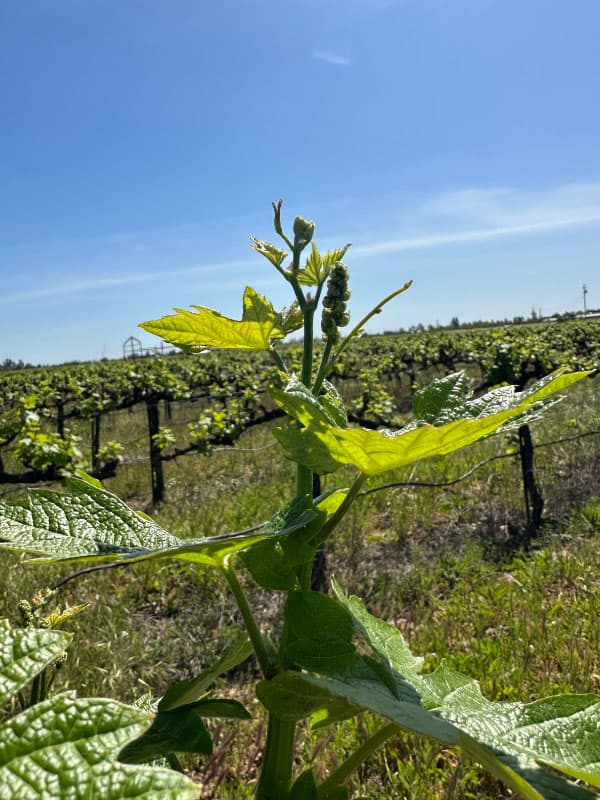 Vineyard Maintenance & Infrastructure