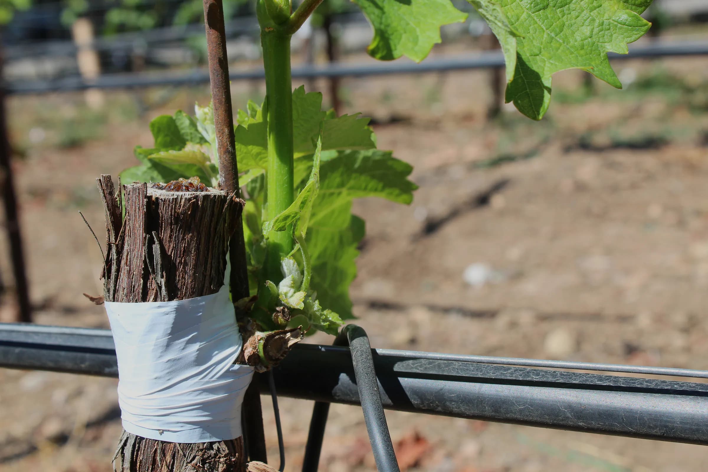 Young green vine growth beside a repaired trunk and drip line.