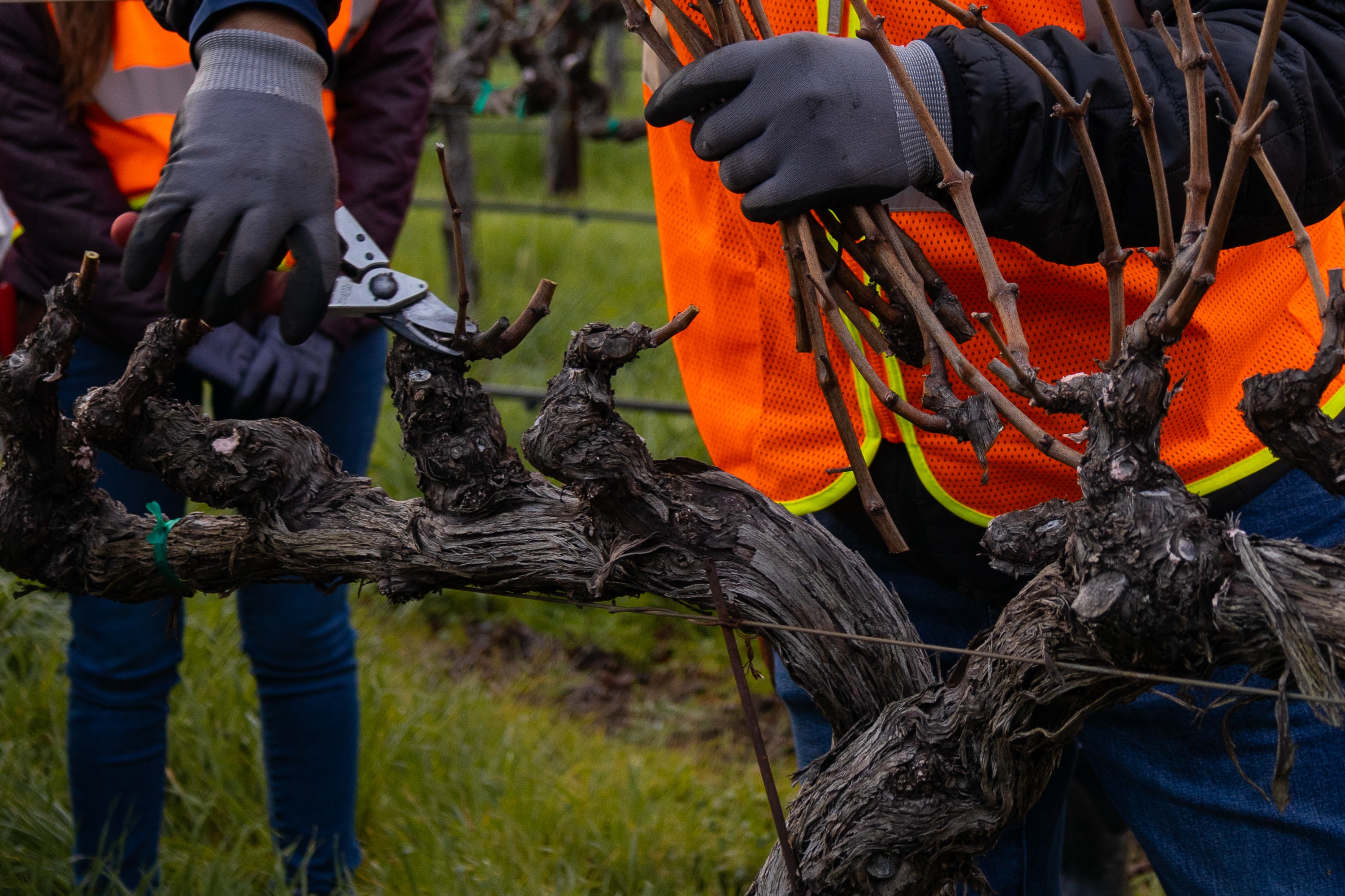 Gloved hands using pruning shears on a dormant grapevine