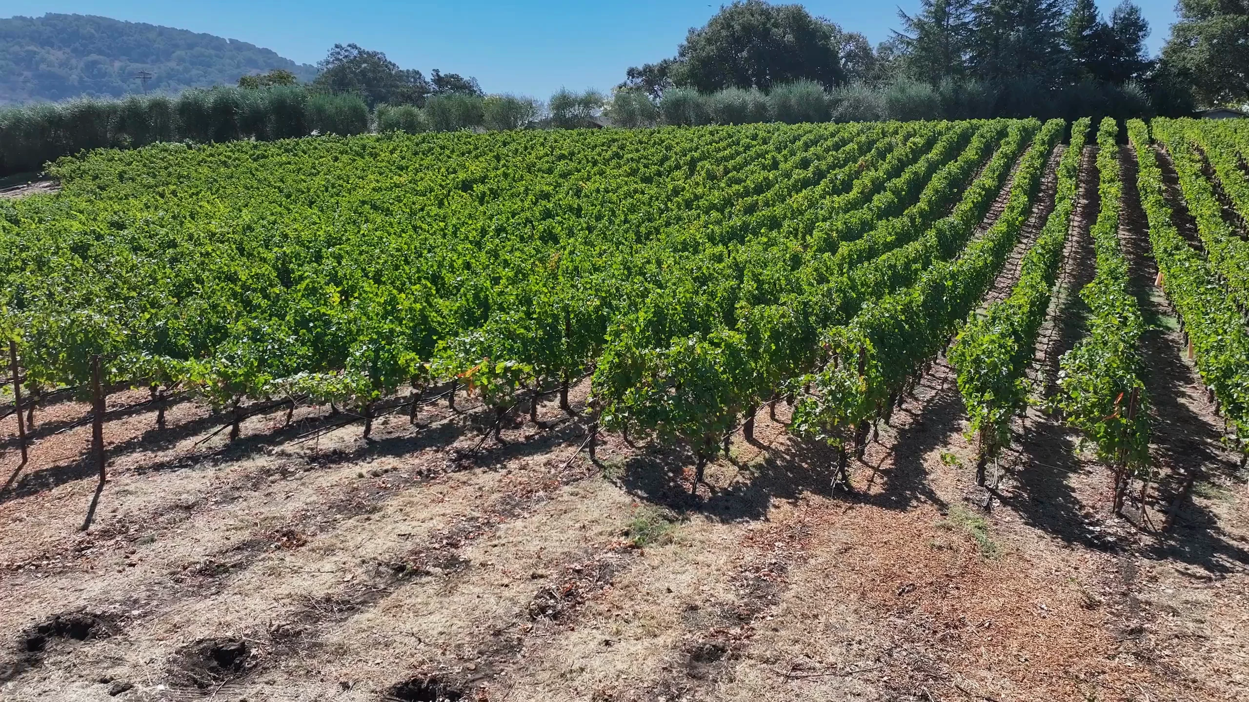 Vineyard rows filmed from the Pearls drone.