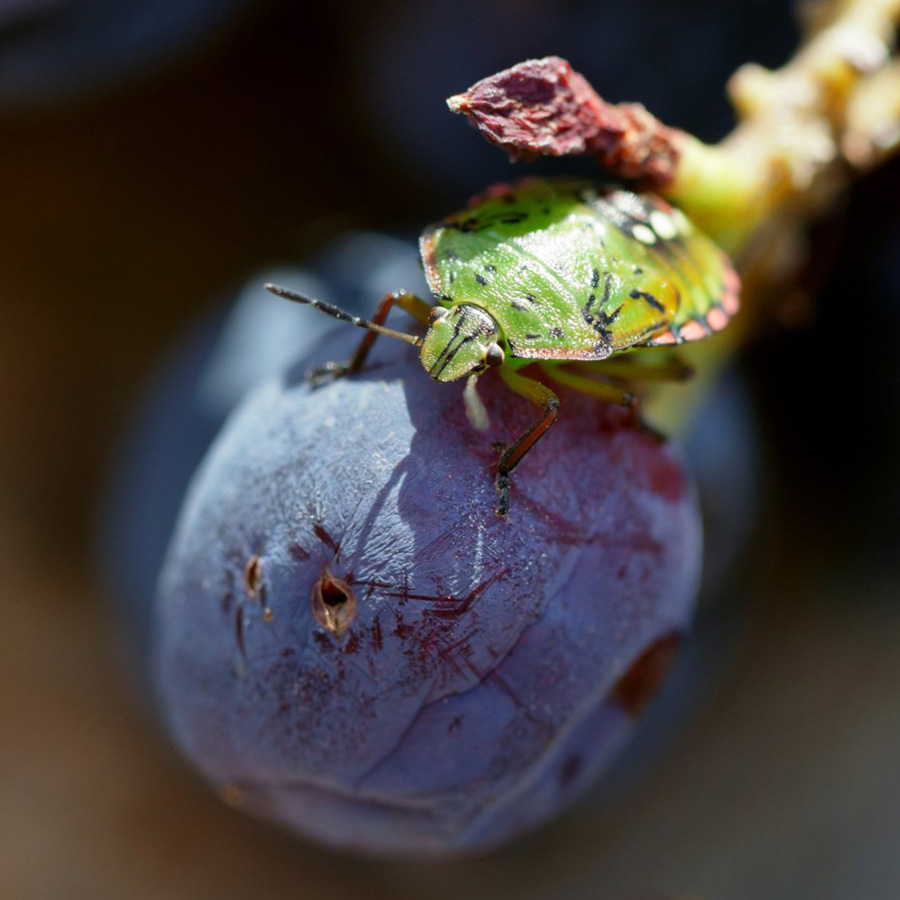 Pest control grapes winery vineyard management