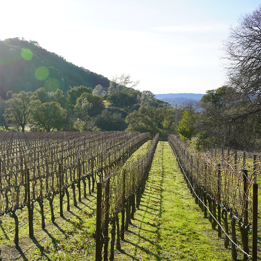 Vineyard maintenance pruning winery labor