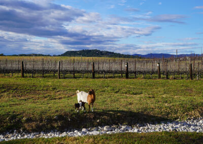 Pearls Farm Labor Inc., vineyard with laborers
