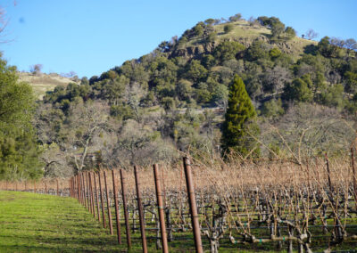Pearls Farm Labor - Vineyard planting, pruing, harvest and delivery, weed and pest control, land preparation and cultivation, and general vineyard maintenance