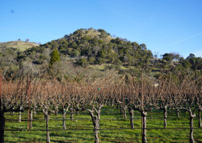 Pearls Farm Labor - Vineyard planting, pruing, harvest and delivery, weed and pest control, land preparation and cultivation, and general vineyard maintenance
