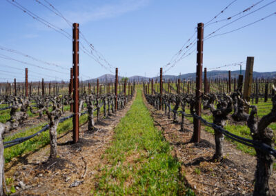 Pearls Farm Labor - Vineyard planting, pruing, harvest and delivery, weed and pest control, land preparation and cultivation, and general vineyard maintenance