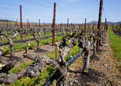 Pearls Farm Labor - Vineyard planting, pruing, harvest and delivery, weed and pest control, land preparation and cultivation, and general vineyard maintenance