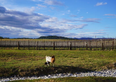 Pearls Farm Labor - Vineyard planting, pruing, harvest and delivery, weed and pest control, land preparation and cultivation, and general vineyard maintenance
