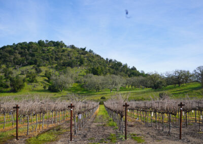 Pearls Farm Labor - Vineyard planting, pruing, harvest and delivery, weed and pest control, land preparation and cultivation, and general vineyard maintenance