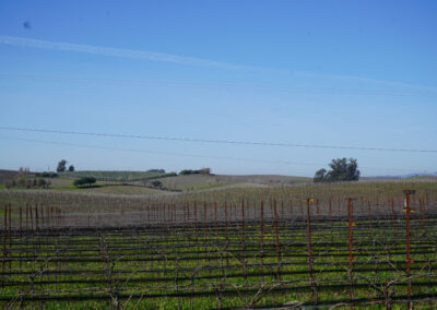 Pearls Farm Labor - Vineyard planting, pruing, harvest and delivery, weed and pest control, land preparation and cultivation, and general vineyard maintenance