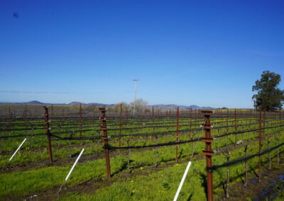 Pearls Farm Labor - Vineyard planting, pruing, harvest and delivery, weed and pest control, land preparation and cultivation, and general vineyard maintenance