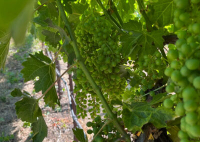 Pearls Farm Labor - Vineyard planting, pruing, harvest and delivery, weed and pest control, land preparation and cultivation, and general vineyard maintenance