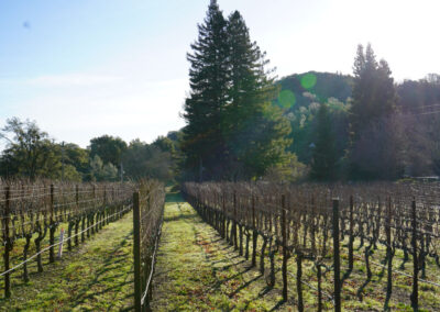 Pearls Farm Labor - Vineyard planting, pruing, harvest and delivery, weed and pest control, land preparation and cultivation, and general vineyard maintenance