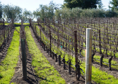 Pearls Farm Labor - Vineyard planting, pruing, harvest and delivery, weed and pest control, land preparation and cultivation, and general vineyard maintenance