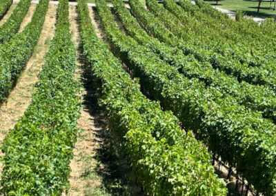 Pearls Farm Labor - Vineyard planting, pruing, harvest and delivery, weed and pest control, land preparation and cultivation, and general vineyard maintenance