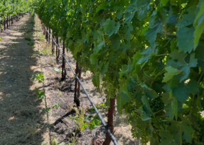 Pearls Farm Labor - Vineyard planting, pruing, harvest and delivery, weed and pest control, land preparation and cultivation, and general vineyard maintenance