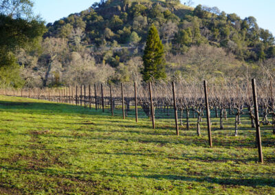 Pearls Farm Labor - Vineyard planting, pruing, harvest and delivery, weed and pest control, land preparation and cultivation, and general vineyard maintenance