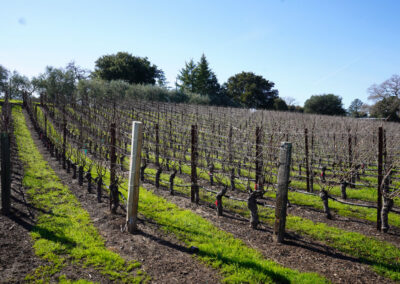 Pearls Farm Labor - Vineyard planting, pruing, harvest and delivery, weed and pest control, land preparation and cultivation, and general vineyard maintenance