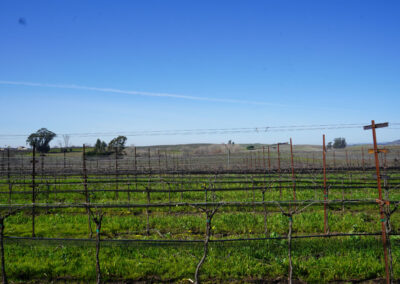 Pearls Farm Labor - Vineyard planting, pruing, harvest and delivery, weed and pest control, land preparation and cultivation, and general vineyard maintenance