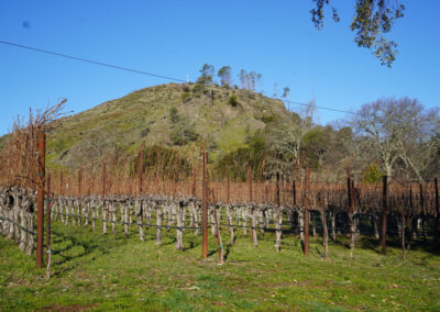 Pearls Farm Labor - Vineyard planting, pruing, harvest and delivery, weed and pest control, land preparation and cultivation, and general vineyard maintenance