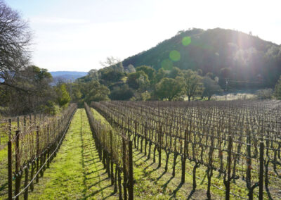 Pearls Farm Labor - Vineyard planting, pruing, harvest and delivery, weed and pest control, land preparation and cultivation, and general vineyard maintenance