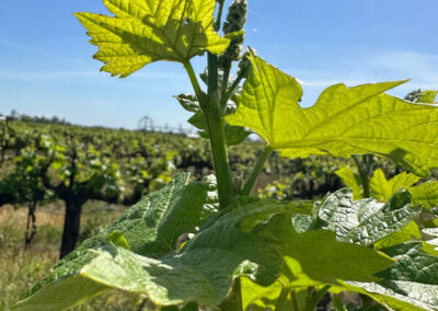 Pearls Farm Labor - Vineyard planting, pruing, harvest and delivery, weed and pest control, land preparation and cultivation, and general vineyard maintenance