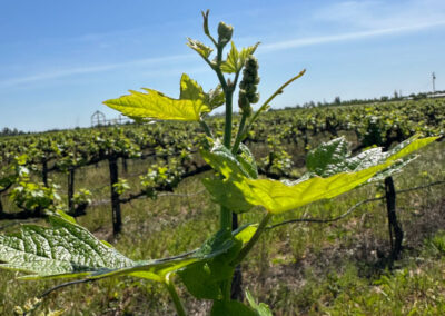 Pearls Farm Labor - Vineyard planting, pruing, harvest and delivery, weed and pest control, land preparation and cultivation, and general vineyard maintenance