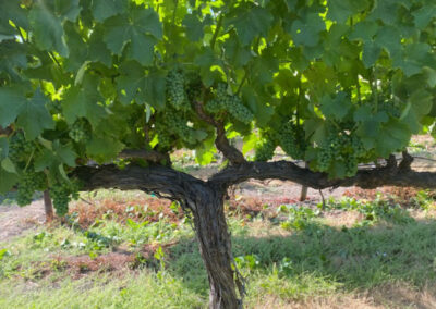 Pearls Farm Labor - Vineyard planting, pruing, harvest and delivery, weed and pest control, land preparation and cultivation, and general vineyard maintenance