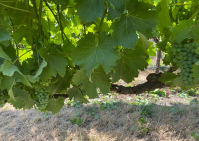 Pearls Farm Labor - Vineyard planting, pruing, harvest and delivery, weed and pest control, land preparation and cultivation, and general vineyard maintenance