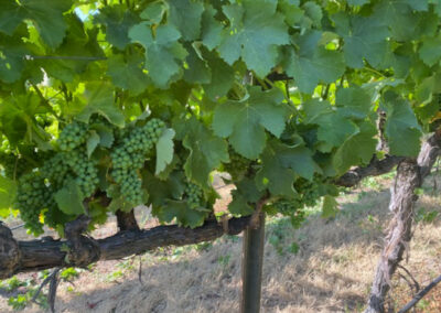 Pearls Farm Labor - Vineyard planting, pruing, harvest and delivery, weed and pest control, land preparation and cultivation, and general vineyard maintenance