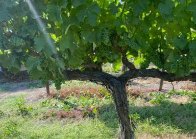 Pearls Farm Labor - Vineyard planting, pruing, harvest and delivery, weed and pest control, land preparation and cultivation, and general vineyard maintenance