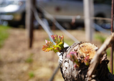 Pearls Farm Labor - Vineyard planting, pruing, harvest and delivery, weed and pest control, land preparation and cultivation, and general vineyard maintenance
