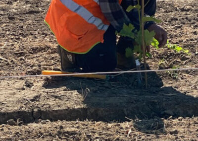 Pearls Farm Labor - Vineyard planting, pruing, harvest and delivery, weed and pest control, land preparation and cultivation, and general vineyard maintenance