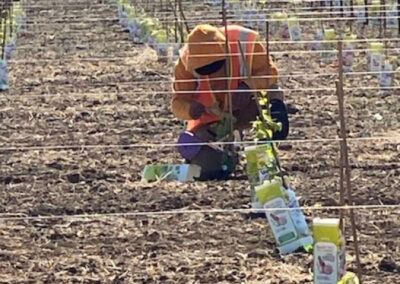 Pearls Farm Labor - Vineyard planting, pruing, harvest and delivery, weed and pest control, land preparation and cultivation, and general vineyard maintenance