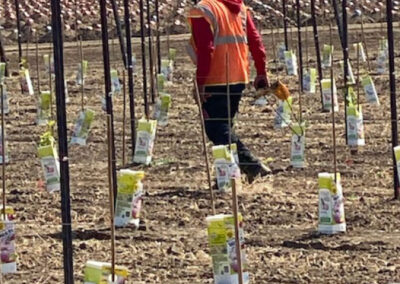 Pearls Farm Labor - Vineyard planting, pruing, harvest and delivery, weed and pest control, land preparation and cultivation, and general vineyard maintenance
