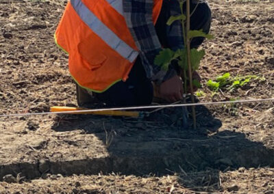 Pearls Farm Labor - Vineyard planting, pruing, harvest and delivery, weed and pest control, land preparation and cultivation, and general vineyard maintenance