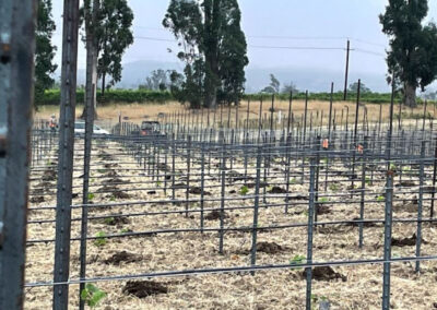 Pearls Farm Labor - Vineyard planting, pruing, harvest and delivery, weed and pest control, land preparation and cultivation, and general vineyard maintenance