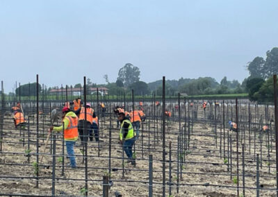 Pearls Farm Labor - Vineyard planting, pruing, harvest and delivery, weed and pest control, land preparation and cultivation, and general vineyard maintenance