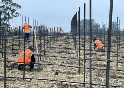 Pearls Farm Labor - Vineyard planting, pruing, harvest and delivery, weed and pest control, land preparation and cultivation, and general vineyard maintenance