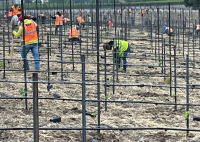 Pearls Farm Labor - Vineyard planting, pruing, harvest and delivery, weed and pest control, land preparation and cultivation, and general vineyard maintenance