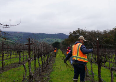 Pearls Farm Labor - Vineyard planting, pruing, harvest and delivery, weed and pest control, land preparation and cultivation, and general vineyard maintenance
