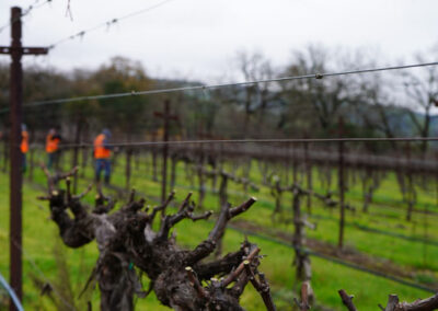 Pearls Farm Labor - Vineyard planting, pruing, harvest and delivery, weed and pest control, land preparation and cultivation, and general vineyard maintenance
