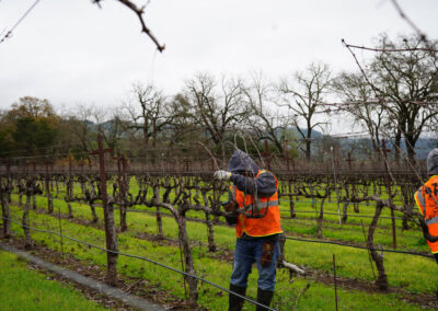 Pearls Farm Labor - Vineyard planting, pruing, harvest and delivery, weed and pest control, land preparation and cultivation, and general vineyard maintenance